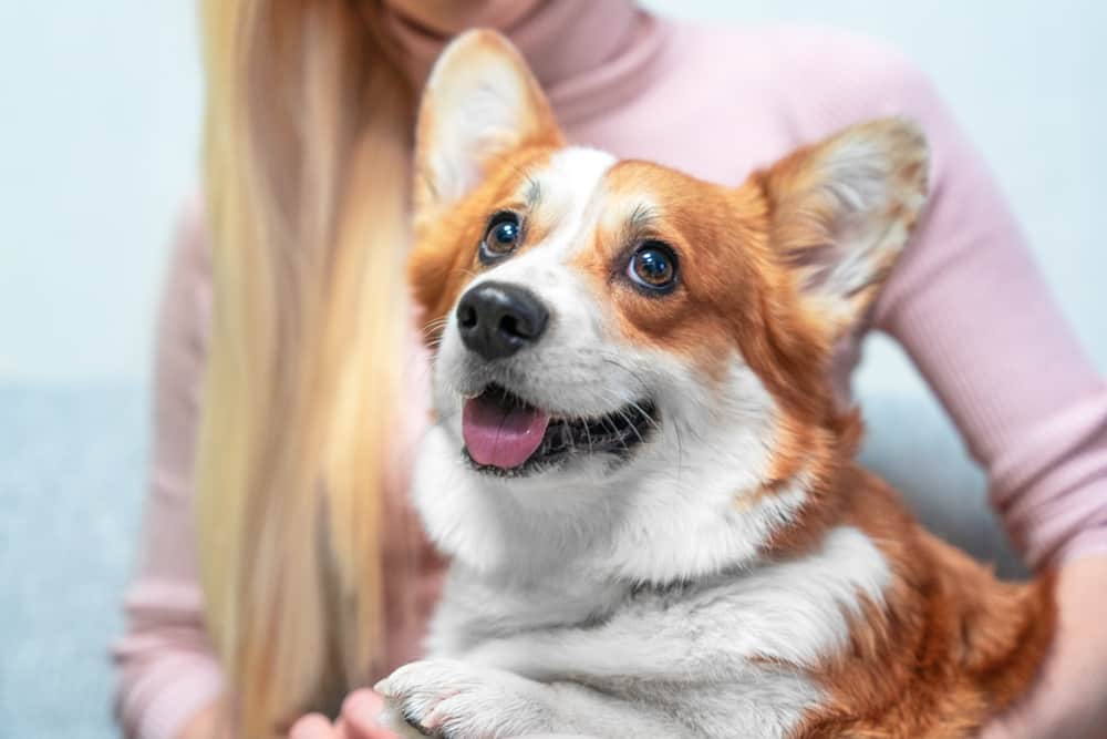 Tout savoir sur la zoothérapie pour seniors : bienfaits et EHPAD